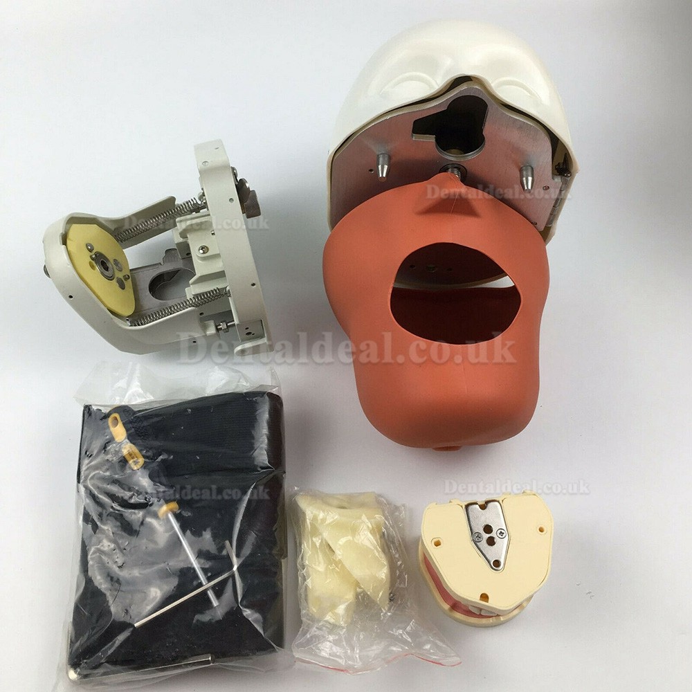 Jingle JG-C1 Dental Surgery Practice Model Head Clamp Type Simulation Phantom Head